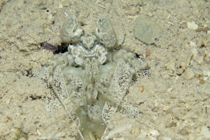 Lysiosquillina maculata