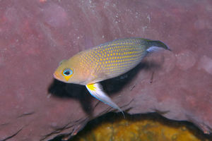 Manonichthys polynemus