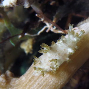 Marionia arborescens