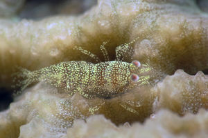 Metapontonia scorpio