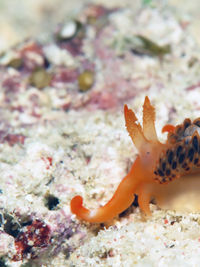 红羽灰翼海蛞蝓