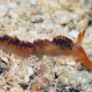 Moridilla brockii