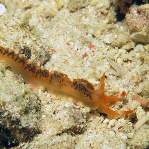 Moridilla brockii