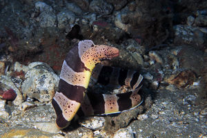 Gymnothorax chlamydatus