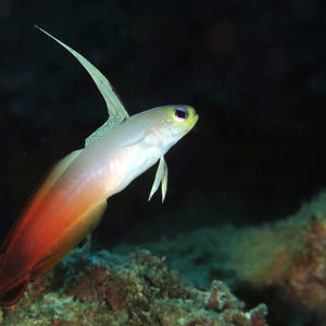 Nemateleotris magnifica