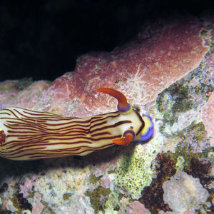 Nembrotha aurea