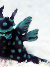 鸡冠多角海蛞蝓