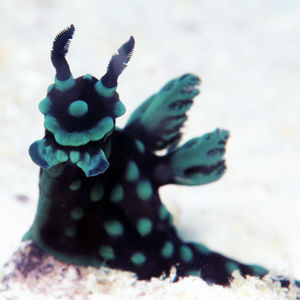 Nembrotha cristata