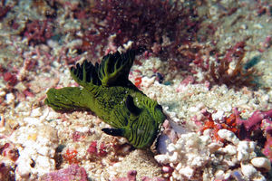 Nembrotha milleri
