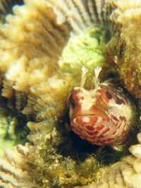 雄性单线新热鳚