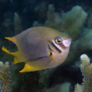 Neoglyphidodon nigroris