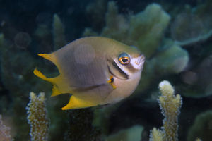 Neoglyphidodon nigroris