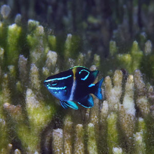 Neoglyphidodon oxyodon