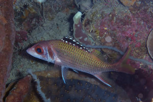 Neoniphon opercularis