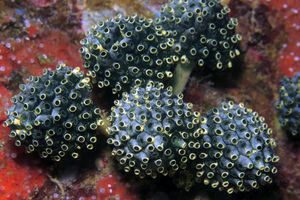 Nephtheis fascicularis