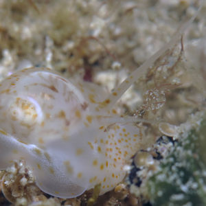 Notocochlis gualtieriana