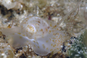 Notocochlis gualtieriana