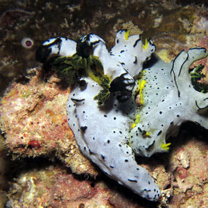 Notodoris serenae