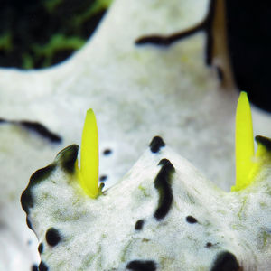 Notodoris serenae