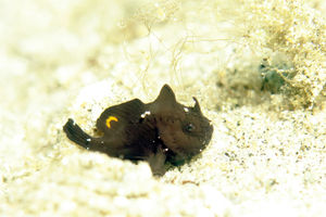 Nudiantennarius subteres