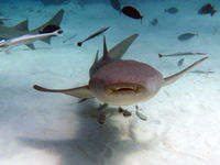 护士鲨