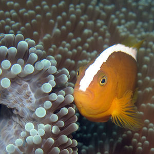 Amphiprion sandaracinos