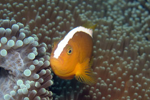 Amphiprion sandaracinos