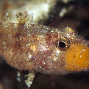 Foa brachygramma