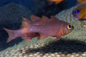 Ostorhinchus monospilus