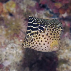 Ostracion solorensis