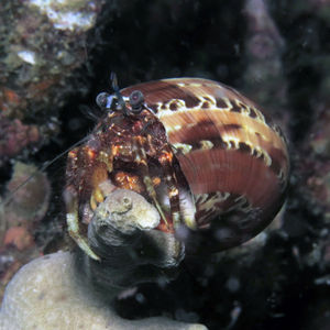 Pagurus hirtimanus