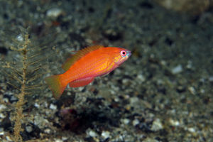 Paracheilinus nursalim