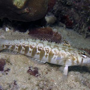 Parapercis cylindrica