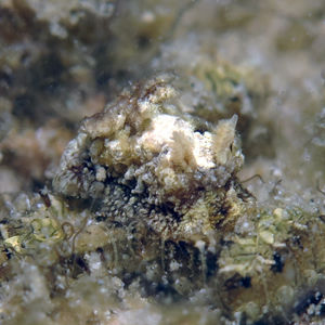隅海蛞蝓