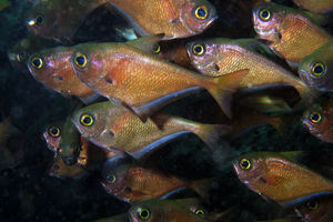 Pempheris vanicolensis