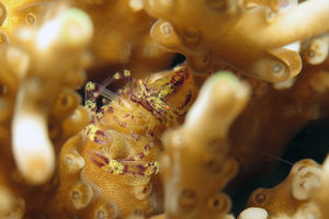 Philarius imperialis