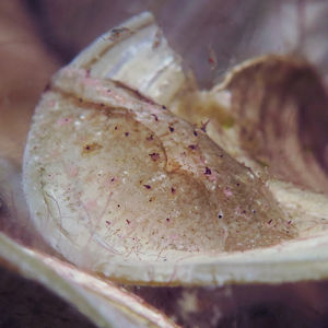 Phyllaplysia lafonti