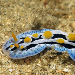 Phyllidia coelestis