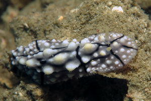 Phyllidia elegans