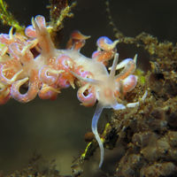 波印底美灰翼海蛞蝓