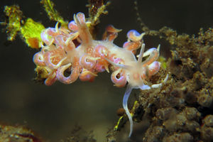 Phyllodesmium poindimiei