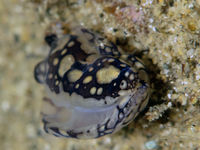 皮尔斯利美丽海蛞蝓