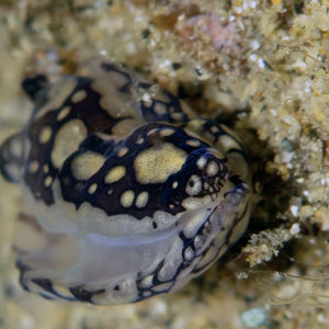 Tubulophilinopsis pilsbryi