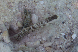 Cryptocentrus leptocephalus