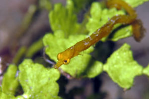 Acentronura breviperula