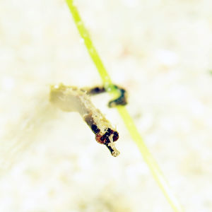 豆丁海龙