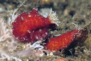 Platydoris sanguinea