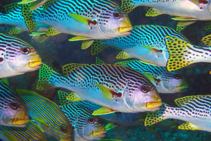 Plectorhinchus lineatus