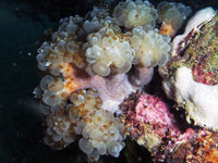 分枝气泡珊瑚
