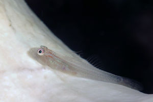 Pleurosicya elongata